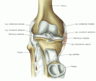 sp_knie.gif